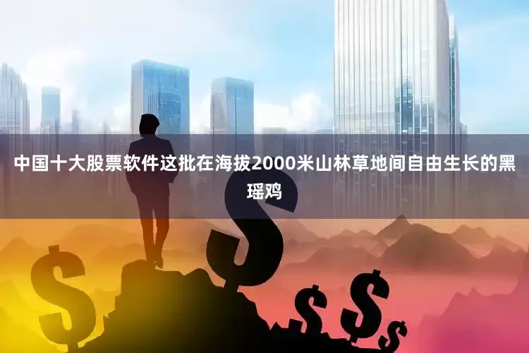 中国十大股票软件这批在海拔2000米山林草地间自由生长的黑瑶鸡